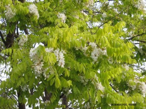 Robinia pseudoacacia 'Frisia' - blossom & foliage